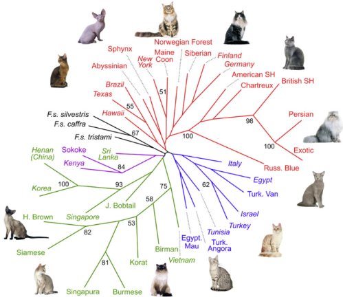 Cat Breed Chart